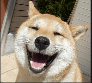犬の笑顔な写真